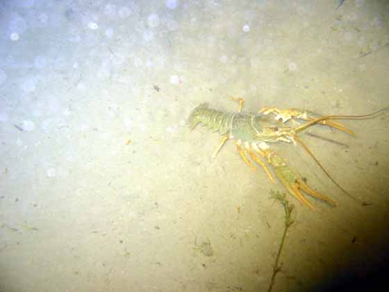 Krebs im Bodensee Krebs 3